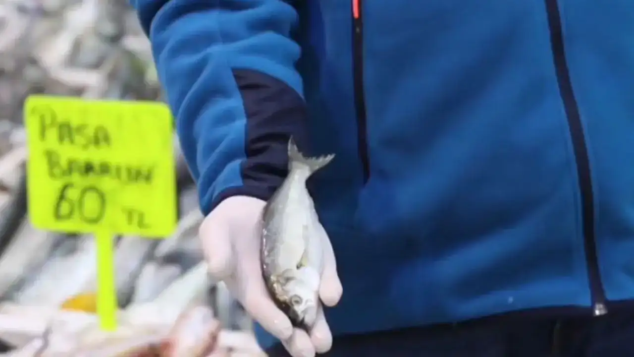 Antalya'da Şubatta Hangi Balıklar Yenir? 2